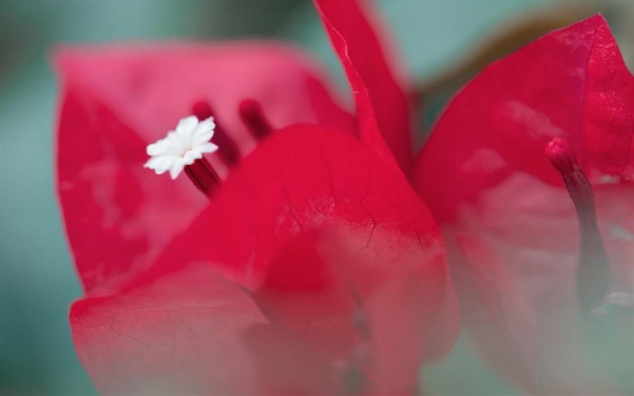 百花齐放：微软放出Flower Petals​新壁纸主题包