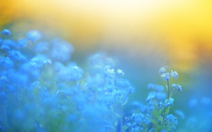 百花齐放：微软放出Flower Petals​新壁纸主题包