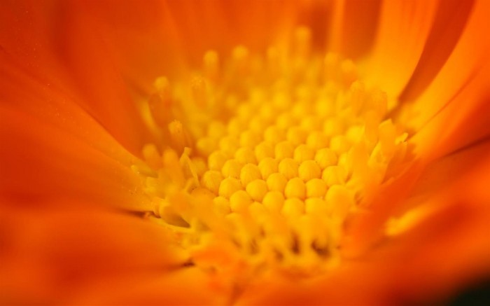 百花齐放：微软放出Flower Petals​新壁纸主题包